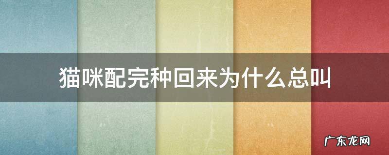 猫咪配完种回来还是叫 猫咪配完种回来为什么总叫