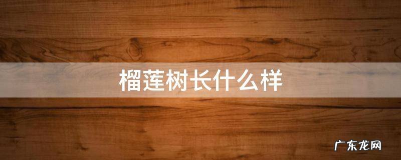 榴莲树长什么样子图片 真实 榴莲树长什么样