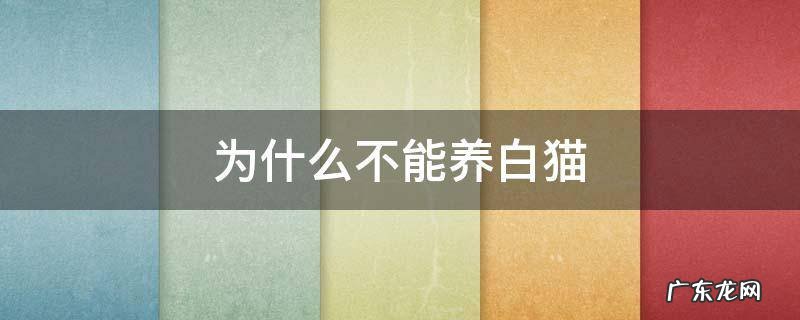 为什么不能养白猫 养白猫不好吗