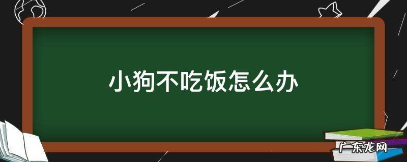 刚抱来的小狗不吃饭怎么办 小狗不吃饭怎么办