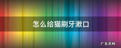 怎么给猫刷牙漱口 如何给猫漱口