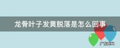 龙骨发黄掉叶怎么回事 龙骨叶子发黄脱落是怎么回事