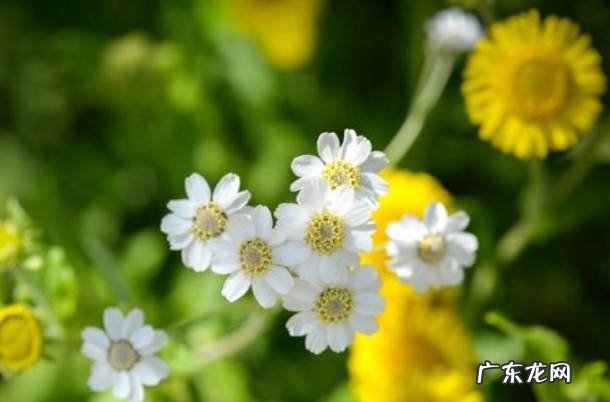 2月份的时候会开花 小雏菊什么时候开花