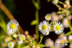 2月份的时候会开花 小雏菊什么时候开花