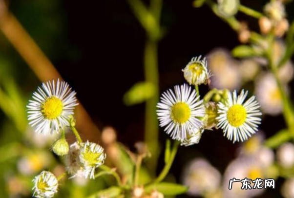 2月份的时候会开花 小雏菊什么时候开花