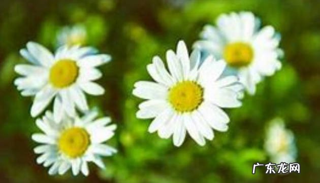 土壤和水分、温度光照、繁殖 小雏菊的养殖方法和注意事项
