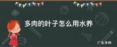 多肉的叶子怎么用水养 多肉叶片水养