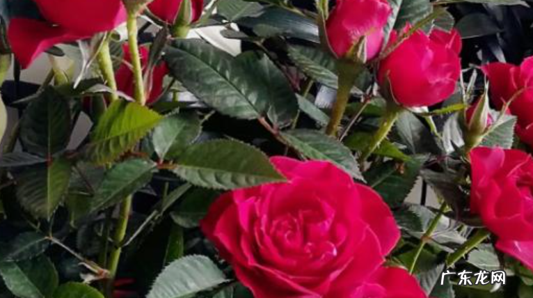 玫瑰花好养吗
