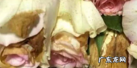 玫瑰患病虫害如何治疗 不同病虫害有不同的方法
