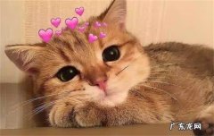 猫咪耳朵背面毛有点秃是怎么回事