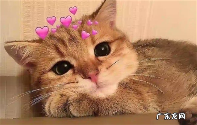 猫咪耳朵背面毛有点秃是怎么回事