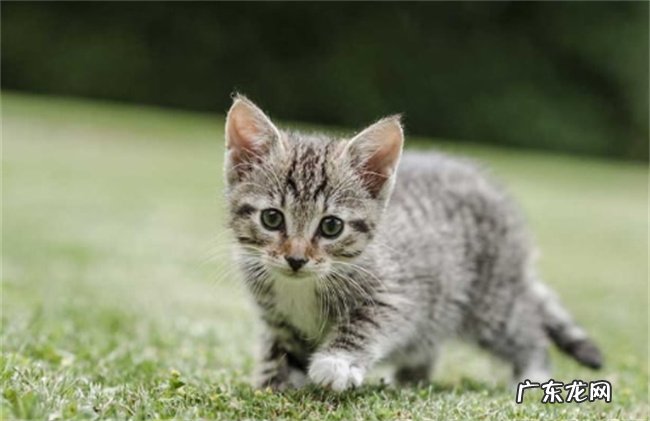 猫放屁崩出稀屎 它是什么毛病