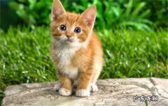 猫放屁崩出稀屎 它是什么毛病