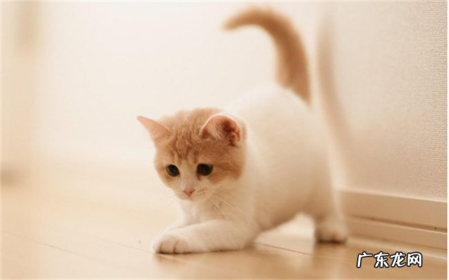 猫放屁崩出稀屎 它是什么毛病