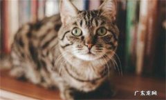猫为何喜欢吃老鼠和鱼