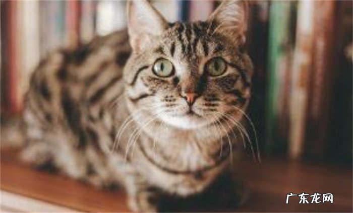 猫为何喜欢吃老鼠和鱼
