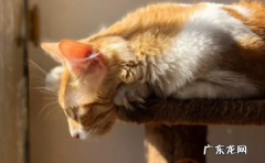 猫为何要绝育 注意事项