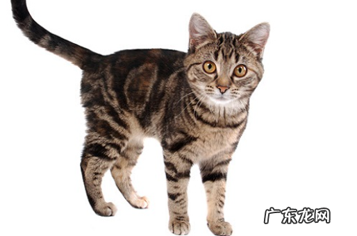 猫为何要绝育 注意事项