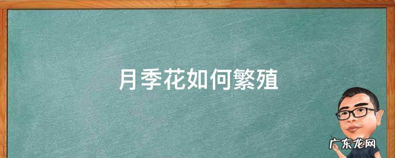 月季花的繁殖方法 月季花如何繁殖
