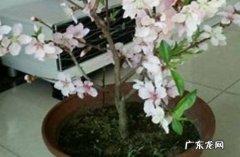 需要盆土和光照、肥水 桃花盆栽养殖方法
