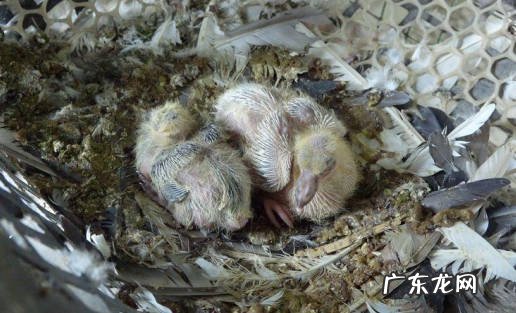 可以 鸽子冬天下蛋能孵化吗