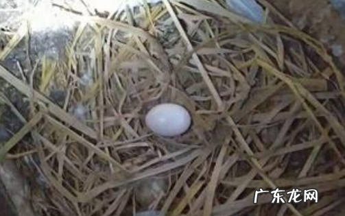 可以 鸽子冬天下蛋能孵化吗