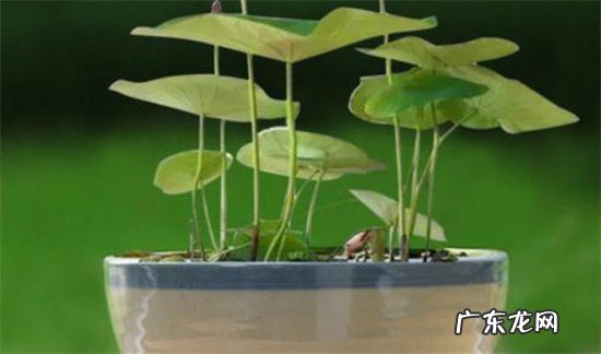 盆栽睡莲方法每天需要长时间的光照