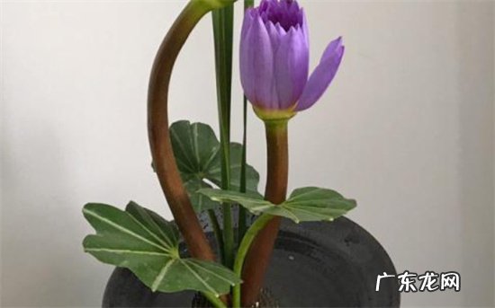 睡莲插花怎么养 附睡莲的生长习性如何
