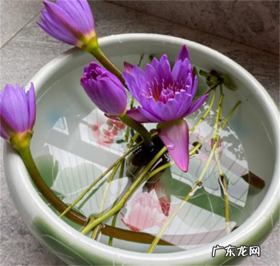 睡莲插花怎么养 附睡莲的生长习性如何