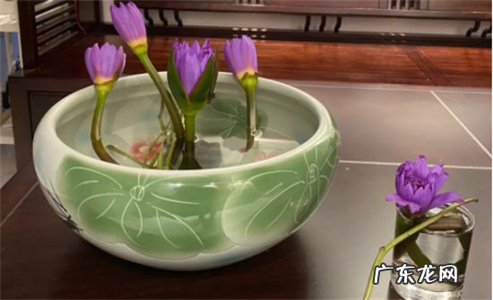 睡莲插花怎么养 附睡莲的生长习性如何