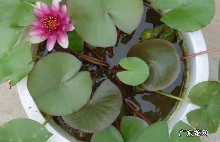 睡莲种子怎么种 浸种前需进行人工破口