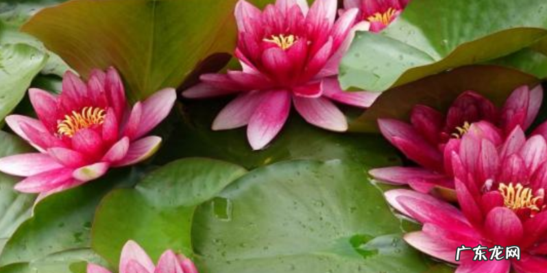 睡莲褐斑病的防治方法狂风暴雨季节需采取防护措施