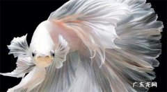 斗鱼水位多少 鱼缸要多大