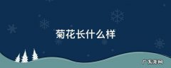 菊花长什么样子 菊花长什么样