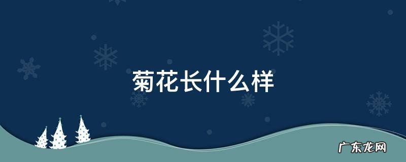 菊花长什么样子 菊花长什么样