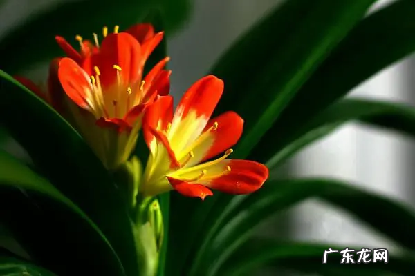 君子兰长花苞了怎样管理 养护技巧