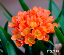 君子兰长花苞了怎样管理 养护技巧