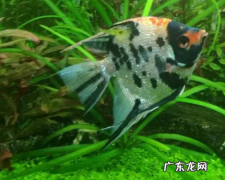 神仙鱼吃黑壳虾吗 和黑壳虾一起养可以吗