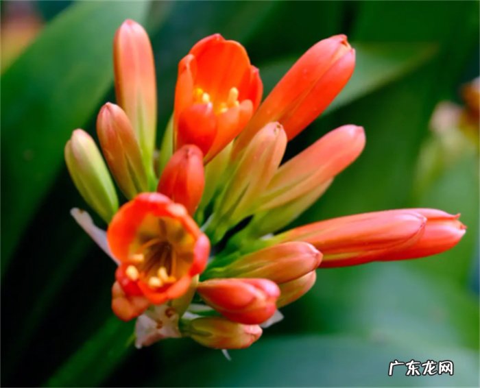 君子兰什么时候开花 为何不开花以及夹箭怎么办