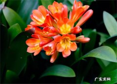 君子兰什么时候开花 为何不开花以及夹箭怎么办