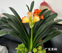 君子兰夹箭后的处理办法 主要表现在叶尖
