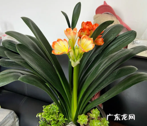 君子兰夹箭后的处理办法 主要表现在叶尖