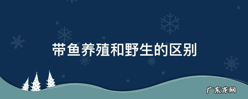 带鱼养殖和野生的区别 野生带鱼鱼养殖带鱼的区别
