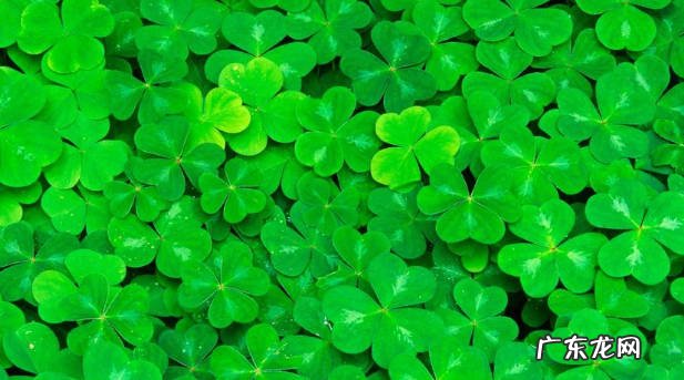 春季3~4月或秋季9月 三叶草的种植时间和种植方法