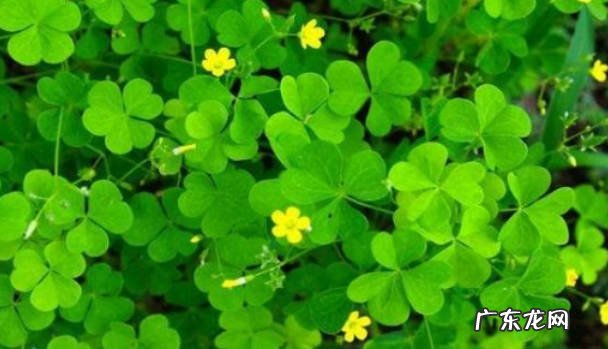 春季3~4月或秋季9月 三叶草的种植时间和种植方法