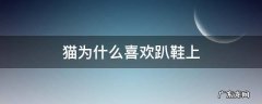 猫猫喜欢趴在鞋子上 猫为什么喜欢趴鞋上
