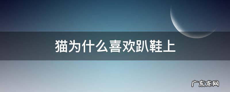 猫猫喜欢趴在鞋子上 猫为什么喜欢趴鞋上
