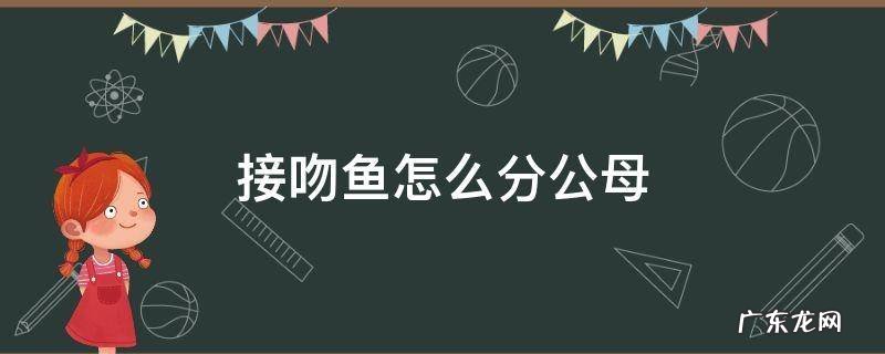 接吻鱼如何分公母 接吻鱼怎么分公母