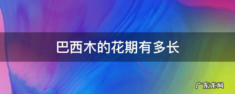 巴西木开花期 巴西木的花期有多长