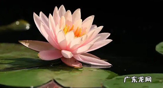 有机物质的土壤 睡莲盆栽的种植方法 睡莲盆栽的养殖技巧